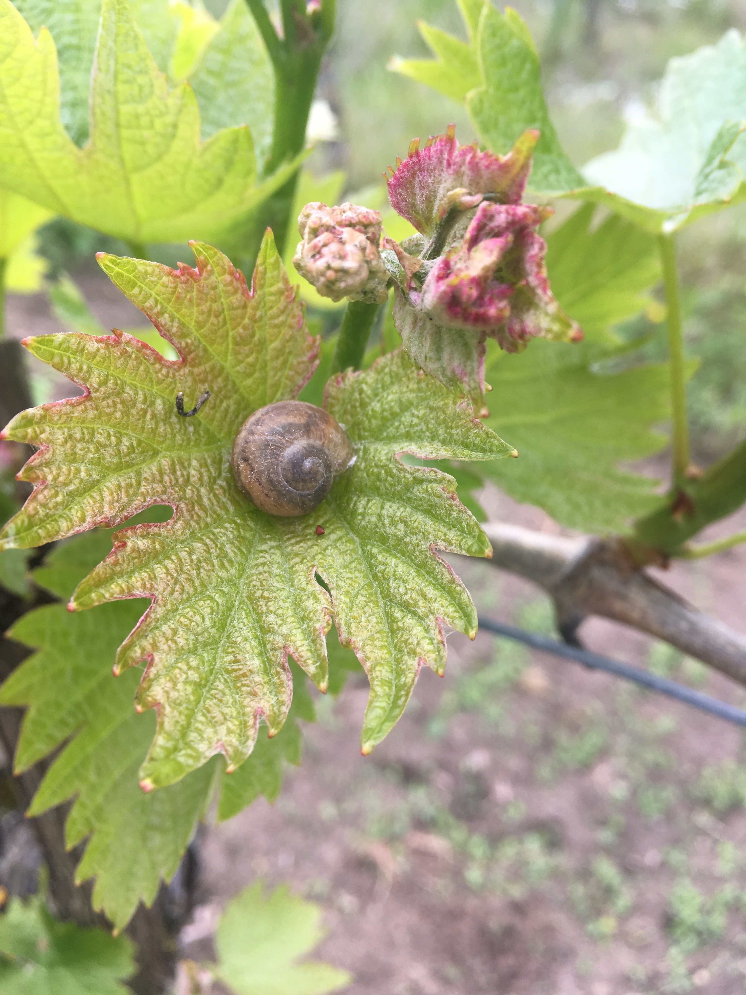 Souvignier gris mit Schnecke